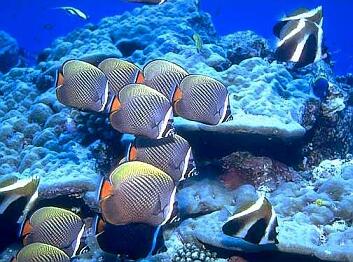 butterfly fish