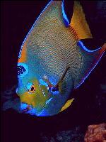 queen angelfish