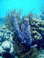 sponges