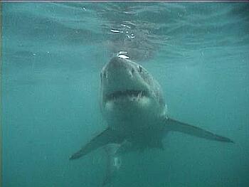 'Anyone for lunch?'