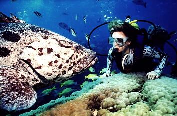 grouper